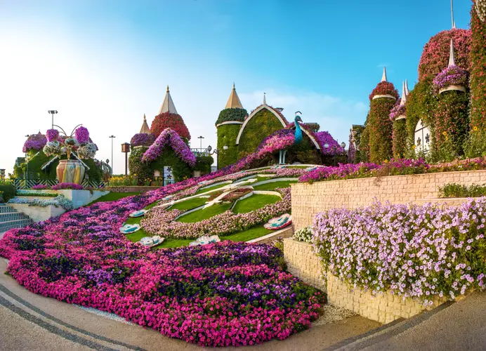 Dubaijas Miracle Garden - krāsainas puķu dobes ar pila formas dekorācijām un pāva figūru