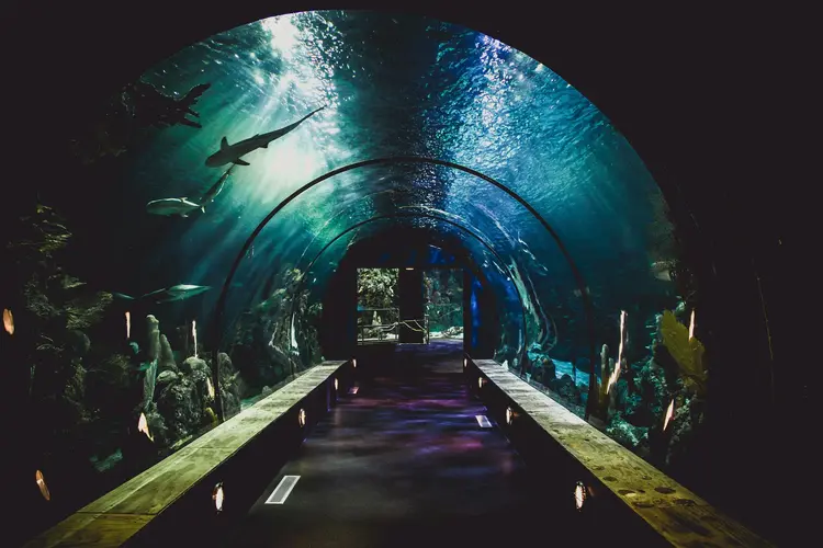 Fotogrāfija, kurā caur milzīgu stikla paneli redzama bagātīga jūras dzīvnieku daudzveidība "The Lost Chambers" akvārijā.
