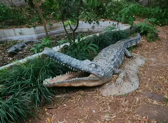 Krokodils Dubaijas Krokodilu parkā ar atvērtu muti starp zaļumiem